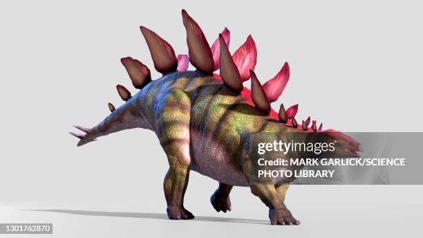 artwork of stegosaurus ungulatus - mesozoic era stock illustrations