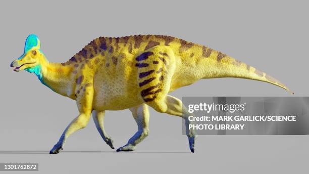 artwork of a corythosaurus dinosaur - corythosaurus stock illustrations