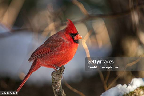 male red cardinal in winter, (cardinalis cardinalis), cardinal bird male in winter. - fringillidae imagens e fotografias de stock