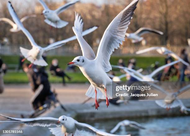 group of flying sea gulls - ivory gull stock pictures, royalty-free photos & images