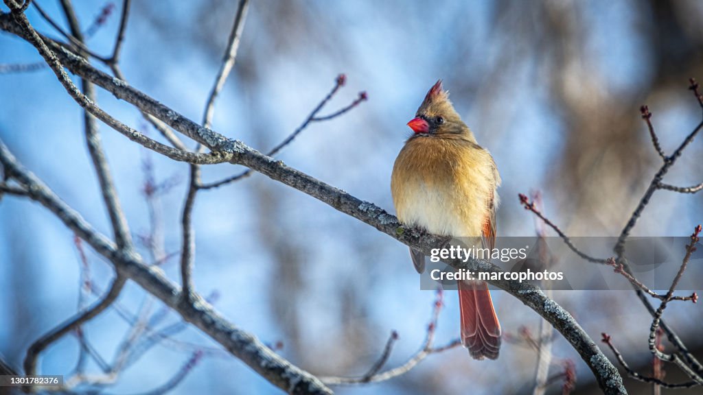 Female red cardinal, (Cardinalis cardinalis), cardinal bird female.