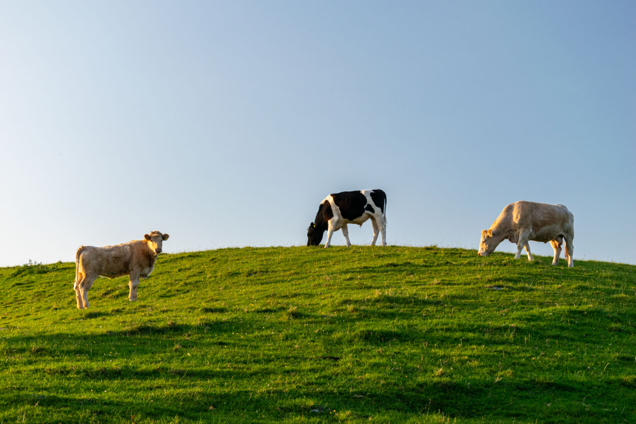 Cows on a sunny hill grazing grass Cows on a sunny hill grazing grass