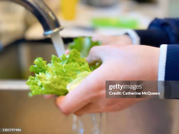 mixed-race teen girl washes organic green leaf lettuce at kitchen sink - salmonella bacterium - fotografias e filmes do acervo