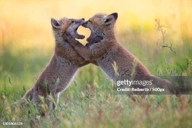 young foxes fighting on grassy field,germany - cub photos et images de collection