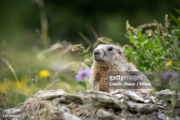1,786 Alpine Marmot Photos and Premium High Res Pictures - Getty Images