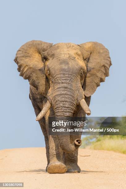 side view of african elephant standing on field against clear sky,kruger park,mpumalanga,south africa - jan kruger stock-fotos und bilder