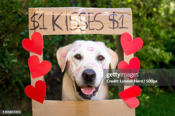 close-up portrait of labrador retriever with a kissing booth outdoors,sydney,new south wales,australia - kissing booth stock pictures, royalty-free photos & images