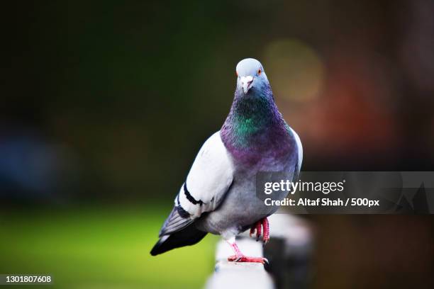 close-up of pigeon perching on railing,wardown park,united kingdom,uk - pigeon stock pictures, royalty-free photos & images