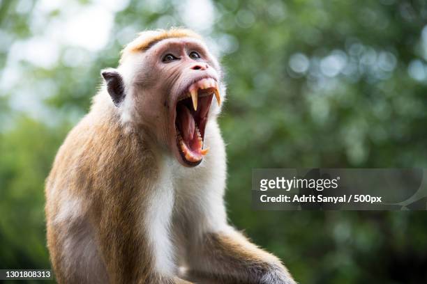 close-up of macaque yawning while sitting outdoors,sigiriya,sri lanka - macaque foto e immagini stock