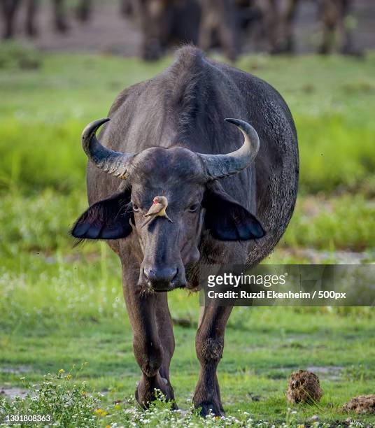 close-up of bird on nose of buffalo,botswana - african buffalo stock pictures, royalty-free photos & images