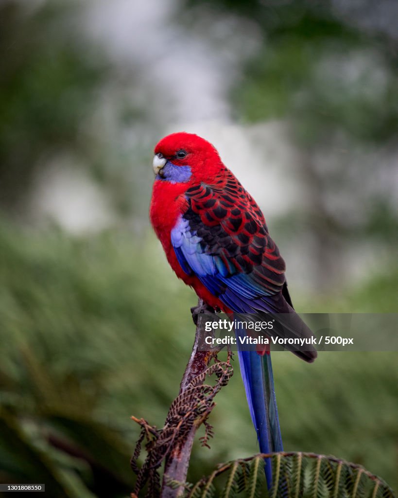 Close-up of Crimson Rosella perching on branch