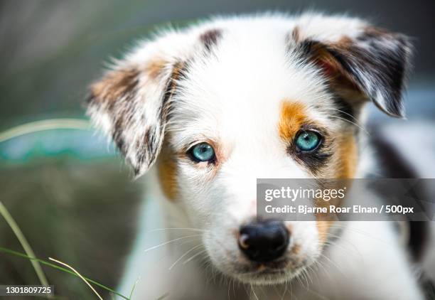 close-up portrait of purebred australian shepherd - australian shepherd bildbanksfoton och bilder