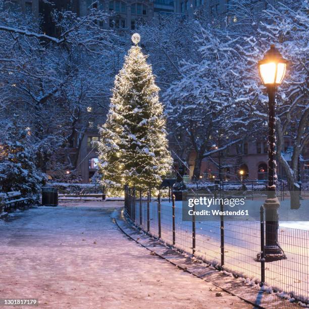 usa, new york, new york city, illuminated christmas tree in madison square park at night - christmas scenes stock pictures, royalty-free photos & images