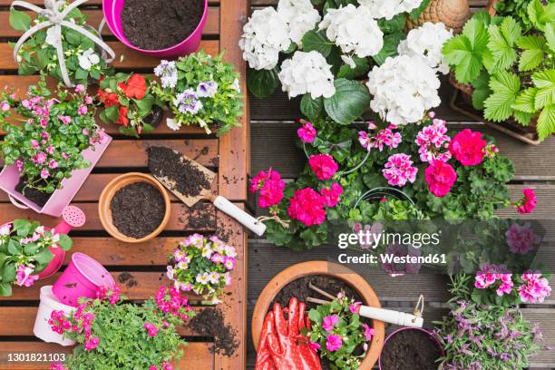 pink summer flowers cultivated on balcony - balkon pflanzen stock-fotos und bilder