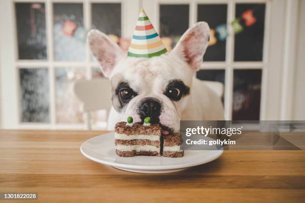 dog birthday celebration with homemade dog cake - indulgence stock pictures, royalty-free photos & images
