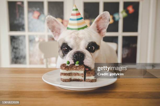 dog birthday celebration with homemade dog cake - cake stock pictures, royalty-free photos & images