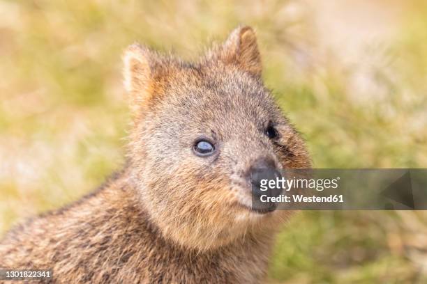 36 Quokka Happy Photos and Premium High Res Pictures - Getty Images