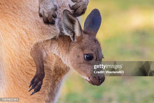 australia, western australia, windy harbour, close up of red kangaroo (macropus rufus) joey staring out of pouch - joey stock pictures, royalty-free photos & images