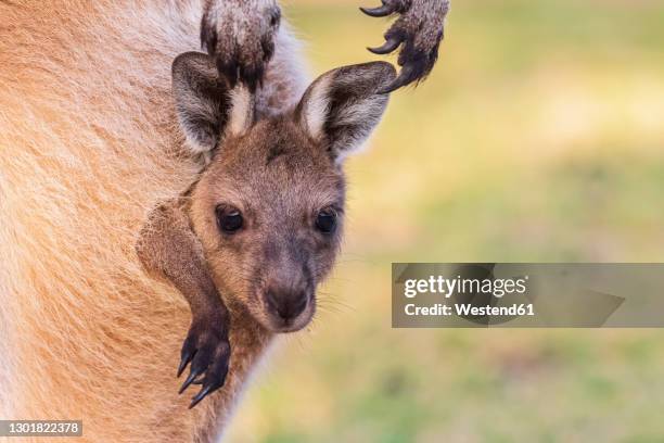 australia, western australia, windy harbour, close up of red kangaroo (macropus rufus) joey staring out of pouch - jungkänguruh stock-fotos und bilder