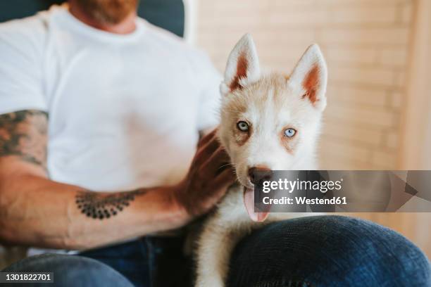 man sitting with puppy on chair at home - auf dem schoß stock-fotos und bilder