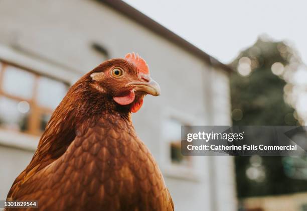 low angle view of a chicken - henne stock-fotos und bilder