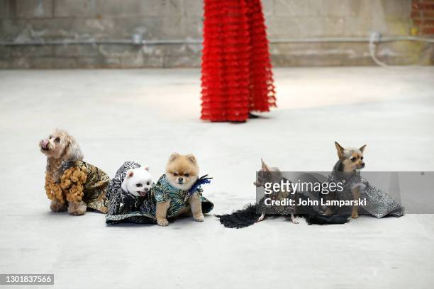 Dogs are placed in a group prior to Anthony Rubio's Women's Wear Canine Couture show during New York Fashion Week at Ideal Glass Studios on February...