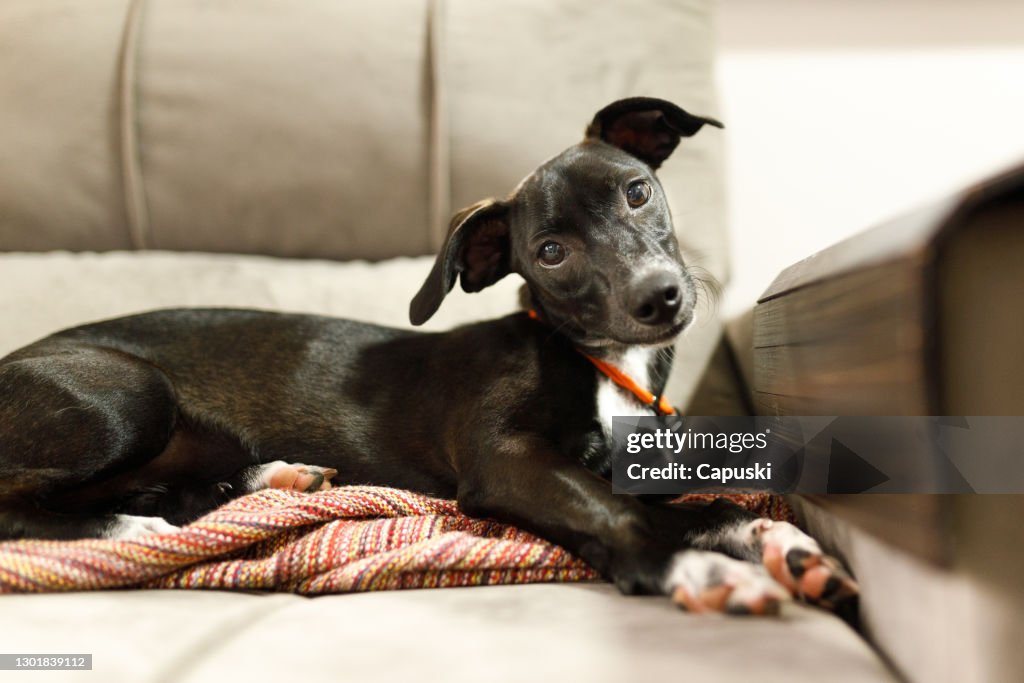 小狗傾斜的頭和交叉爪子躺在沙發上