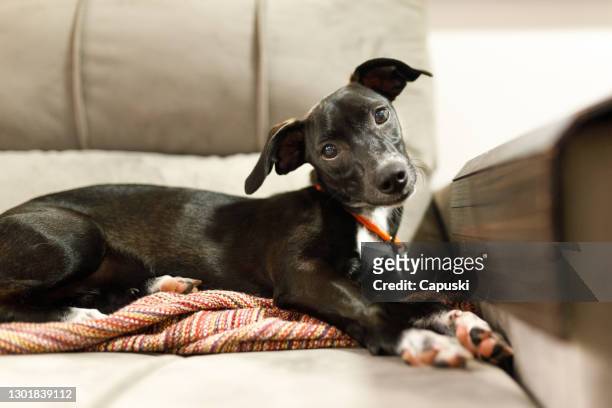 小狗傾斜的頭和交叉爪子躺在沙發上 - puppies 個照片及圖片檔
