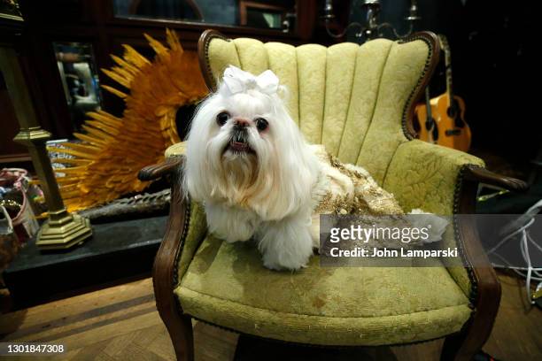 Dog name Perla poses during Anthony Rubio's Women's Wear Canine Couture show during New York Fashion Week at Ideal Glass Studios on February 12, 2021...