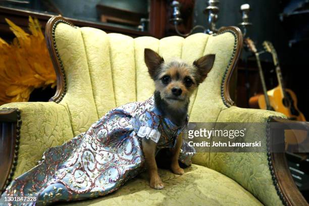 Dog named Meiley Joe poses during Anthony Rubio's Women's Wear Canine Couture show during New York Fashion Week at Ideal Glass Studios on February...