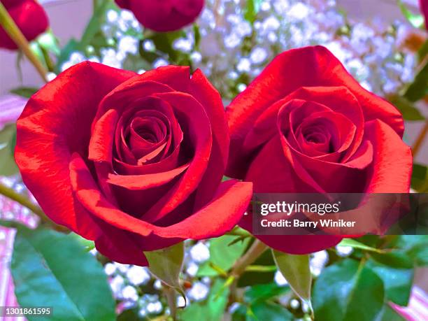 Long Red Roses Line 61 Long Stem Red Roses Stock Photos, High-Res Pictures, and Images ...