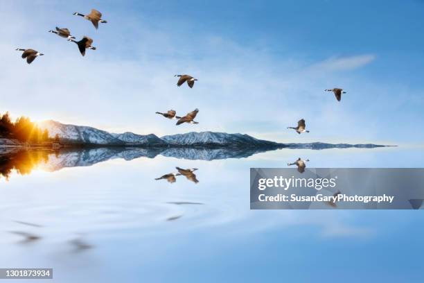 canada geese flying over tranquil lake tahoe - migrating animals stock pictures, royalty-free photos & images
