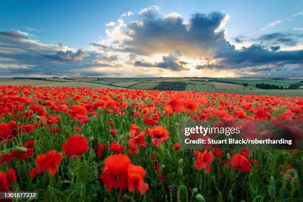 mass of red poppies growing in field in lambourn valley at sunset, east garston, west berkshire, england, united kingdom, europe - berkshire stockfoto's en -beelden