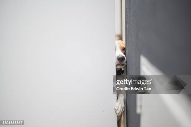 een beagle proberen om zich uit te persen uit de open ruimte van de voordeur poort nieuwsgierigheid - supporter foot stockfoto's en -beelden