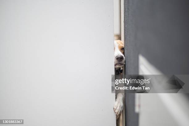 a beagle trying to squeeze himself out from the open space from the front gate curiosity - captive animals stock pictures, royalty-free photos & images