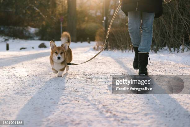 cane che cammina con un corgi nella neve invernale - sezione inferiore foto e immagini stock