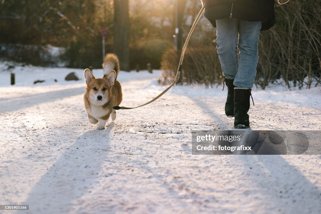 冬の雪の中でコーギーで歩く犬