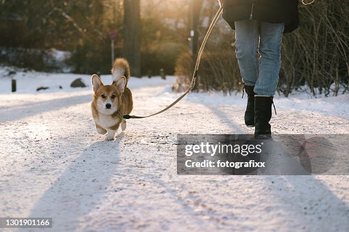 Dog walking with a corgi in winter snow Dog walking with a corgi in winter snow