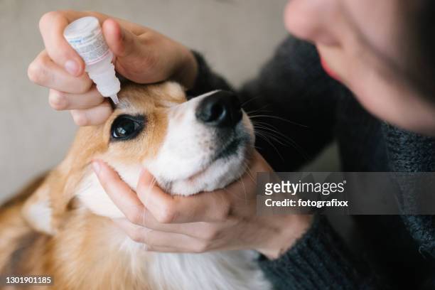 dog grooming: eyedropper for a corgi - colírio imagens e fotografias de stock