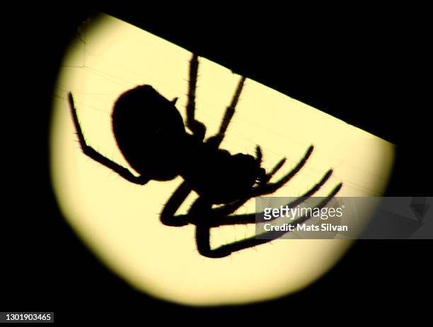 big spider in backlit - spider stock-fotos und bilder