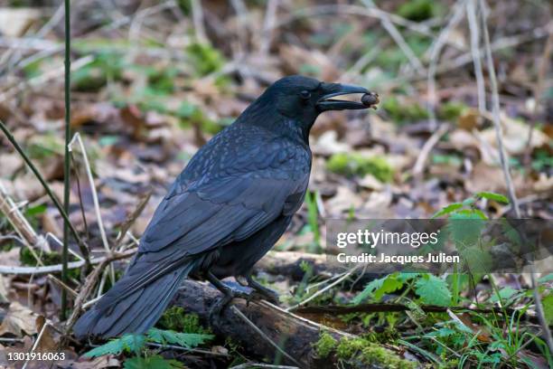 raven eating an acorn - rook - fotografias e filmes do acervo