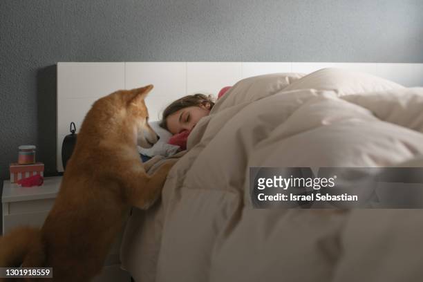 close-up of a shiba inu dog waking up a caucasian girl to go to school. concept of love for animals. - waking up stock pictures, royalty-free photos & images