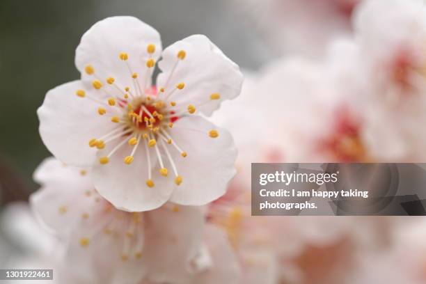 white plum blossoms - plum blossom stock pictures, royalty-free photos & images