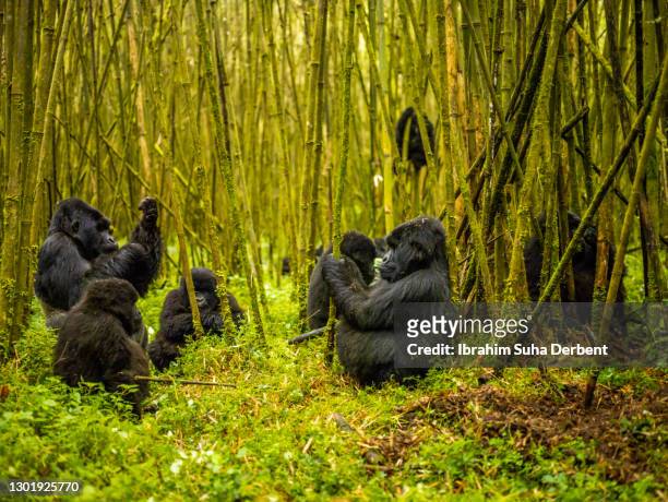 the scene of mountain gorilla family (gorilla beringei beringei) at meal time in volcanos national park, rwanda - gorilla eating stock pictures, royalty-free photos & images
