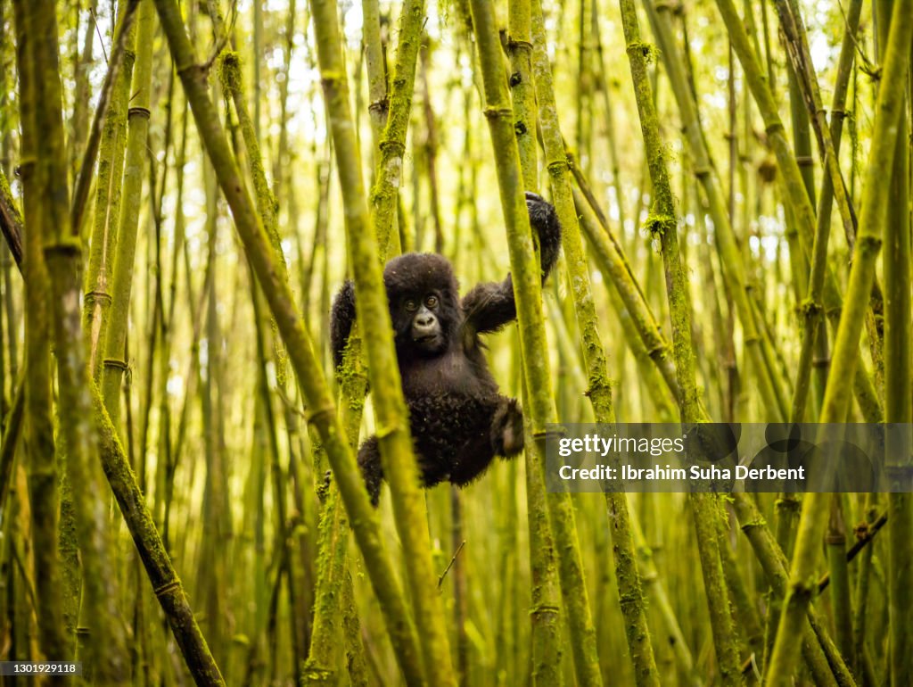 A front view of young mountain gorilla (Gorilla beringei beringei) hanging between bamboos