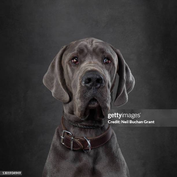 great dane puppy dog - alano tedesco foto e immagini stock