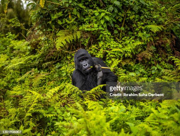 the silverback mountain gorilla (gorilla beringei beringei) is feeding in volcanos national park, rwanda - gorilla eating stock pictures, royalty-free photos & images
