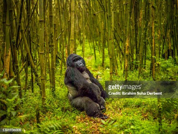 the silverback mountain gorilla (gorilla beringei beringei) is looking at camera - silverback gorilla stock pictures, royalty-free photos & images