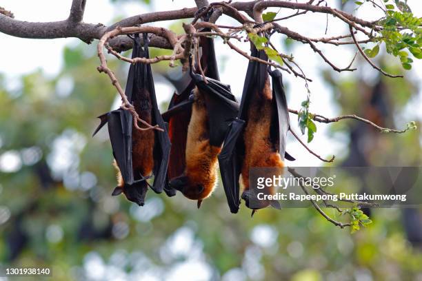 lyle's flying fox pteropus lylei male bat sleeps on the tree - bat animal stockfoto's en -beelden