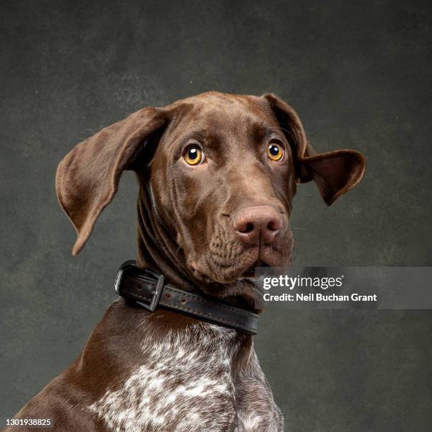 german shorthaired pointer dog 1 - dog portrait stock-fotos und bilder